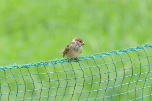 スズメ幼鳥