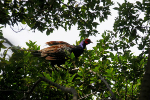 エゴの実を食べる成鳥♂