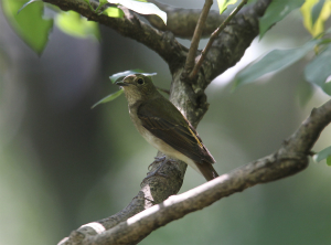 キビタキ♀