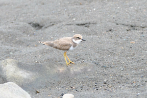 コチドリ幼鳥