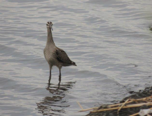 チュウシャクシギ幼鳥