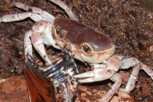 セミを食べるサワガニ