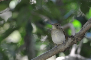 キビタキ♀