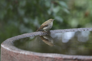 キビタキ♀