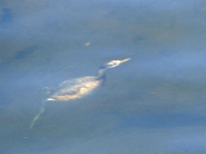 カイツブリ潜水