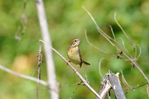 アオジ♀