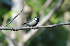 シジュウカラ♂