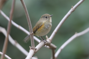 ルリビタキ♀