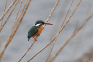 カワセミ♀