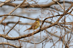 アオジ♀