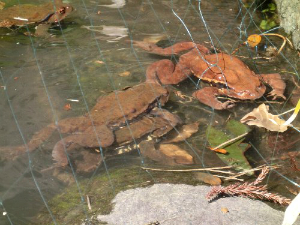 アズマヒキガエルの繁殖行動