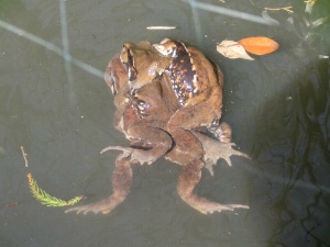 アズマヒキガエルの繁殖行動