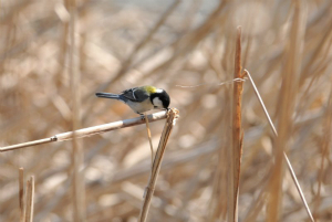 シジュウカラ♀