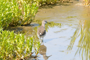 タカブシギ