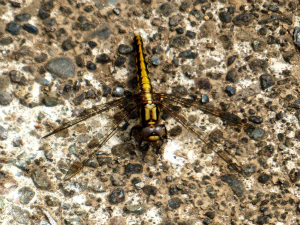 シオヤトンボ♀