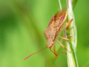 アカヒメヘリカメムシ