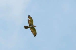 サシバ♀