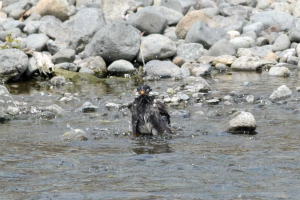 ムクドリ水浴び
