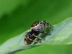 ネコハエトリ♀