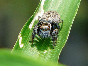 マミジロハエトリ♀