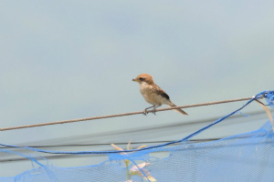 モズ幼鳥♀