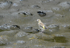 カワラヒワ幼鳥