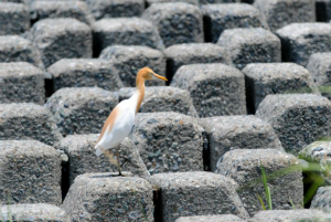 アマサギ