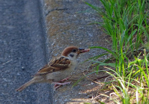 餌をもらったスズメ幼鳥