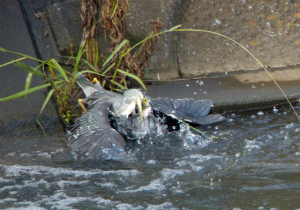 魚を採るササゴイ