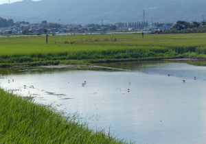 休耕田のコチドリ