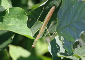 チョウセンカマキリ