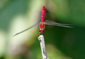 ナツアカネ♂