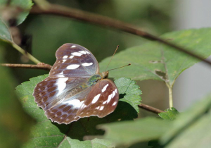 メスグロヒョウモン