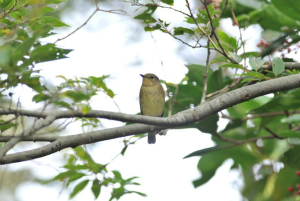 キビタキ♀