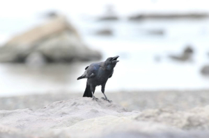 ハシブトガラス