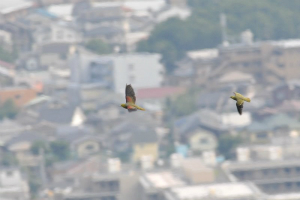 アオバト