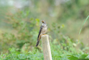 シジュウカラ♀