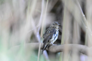 キビタキ幼鳥