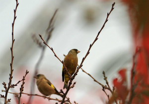 カワラヒワ