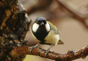 シジュウカラ