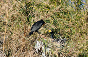 カワウ給餌