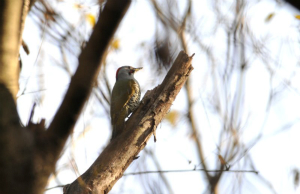 アオゲラ♀