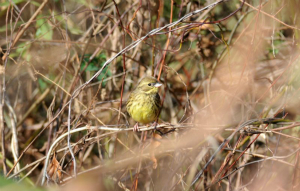 アオジ♀