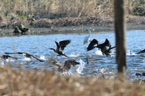 カワウとダイサギ