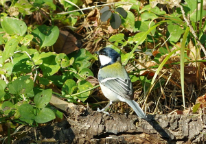 シジュウカラ