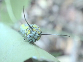 アサギマダラの幼虫