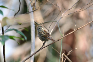 クロジ♀