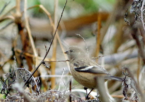 ベニマシコ♀