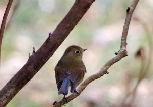 ルリビタキ♀