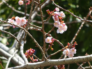 寒桜